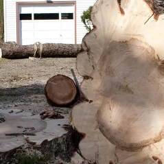 Amazing Tree Service